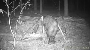 50 Дней в Лесу ФОТОЛОВУШКА 📸