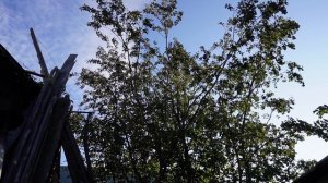 Выходные в деревне