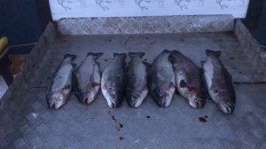 итоговый улов форели