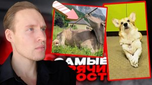 Корги пуляется резинками😂Самая УМНАЯ корова В МИРЕ...ТОП НОВОСТЕЙ