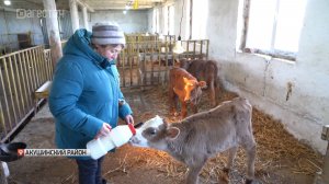 На кутане им. Сумена Курбанова появились на свет 70 телят айширской и голштинской пород