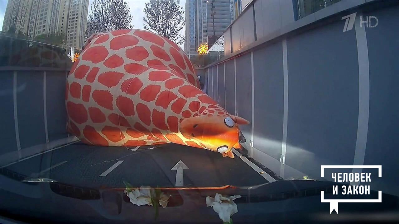 Видео недели: фиджитал-спорт; жираф в туннеле; парад пингвинов. Человек и закон. Фрагмент выпуска... смотреть онлайн