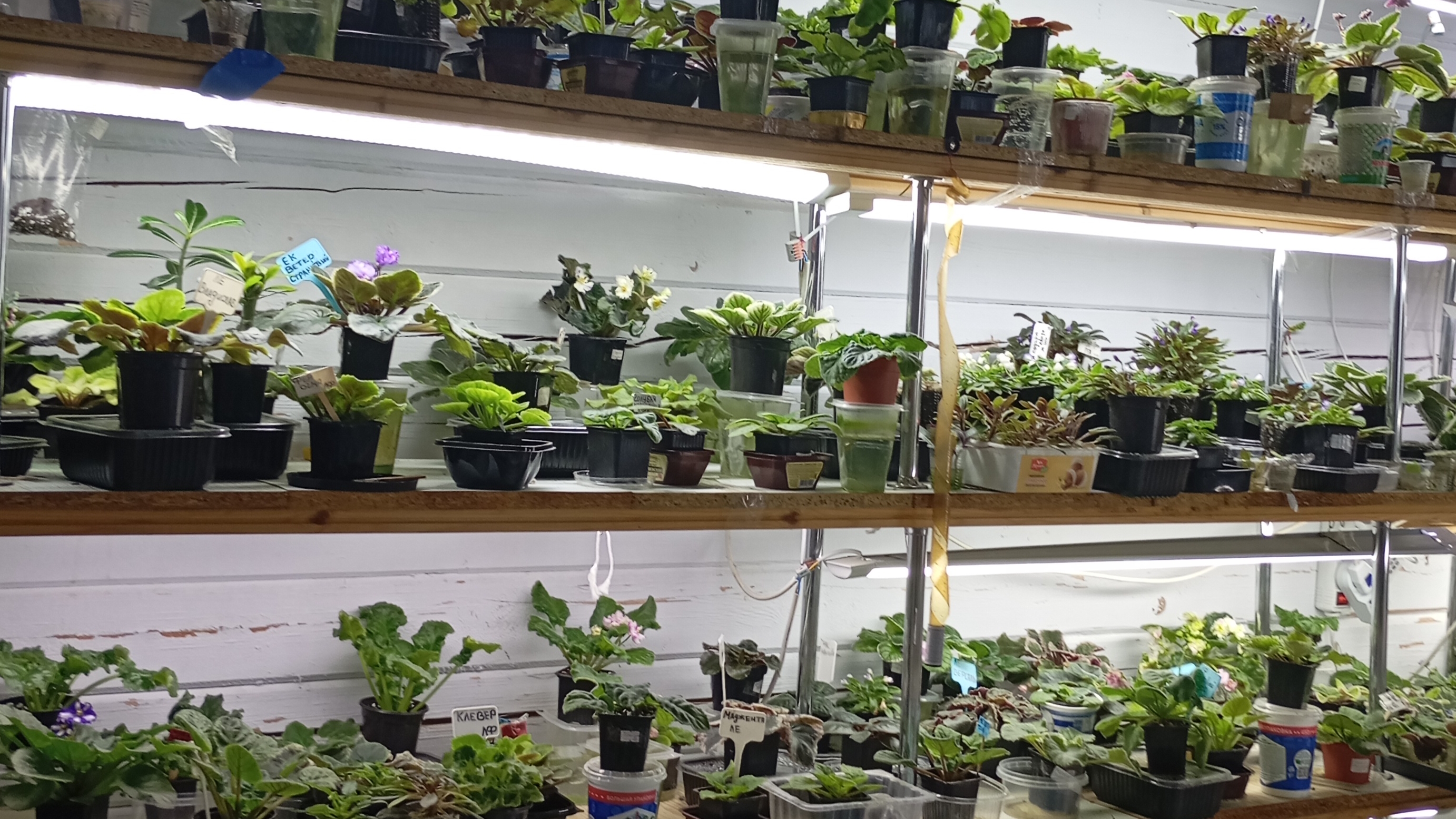 мои цветущие фиалки в феврале смотреть онлайн