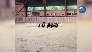 Невероятные способности: бордер-колли умеют разделять уток по цветам