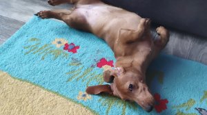 Я зашиваю игрушку весты