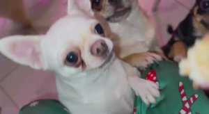 Масленица идет и нужно угощать блинами.