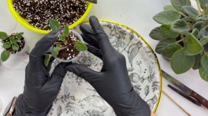 Убираю пасынки с миниатюрных фиалок.