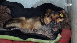 Помощь по цене кофе: как поддержать приюты Братска без больших затрат