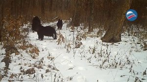 Косолапый плагиат: медвежата скопировали знаменитую картину Шишкина «Утро в сосновом лесу»