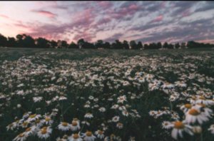 трансляция 🫐🦋