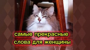 КОШКИ С ОЗВУЧКОЙ.