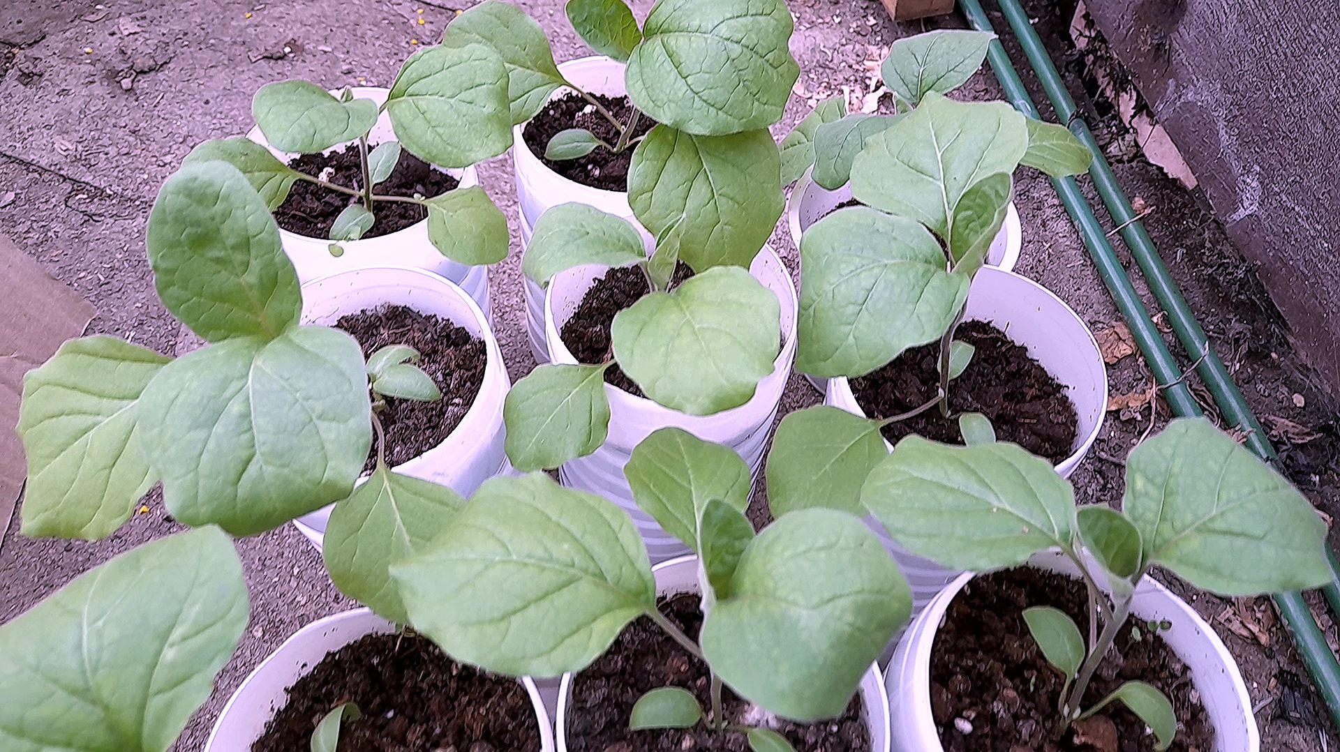 ЛУЧШИЕ ДНИ для ПОСЕВА БАКЛАЖАНОВ на рассаду в 2026 году смотреть онлайн