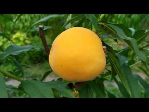 Перкоче Кинка- гибрид персика и абрикоса