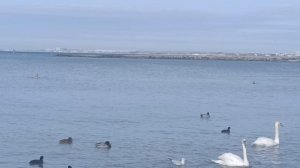 Зима закончилась.Очень теплый день.Лебеди плавают.13.02.2026