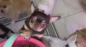 Легким лакомиться всегда готовы, хоть каждый день давай.