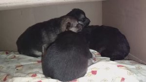 Щенки от мороза. Часть1.