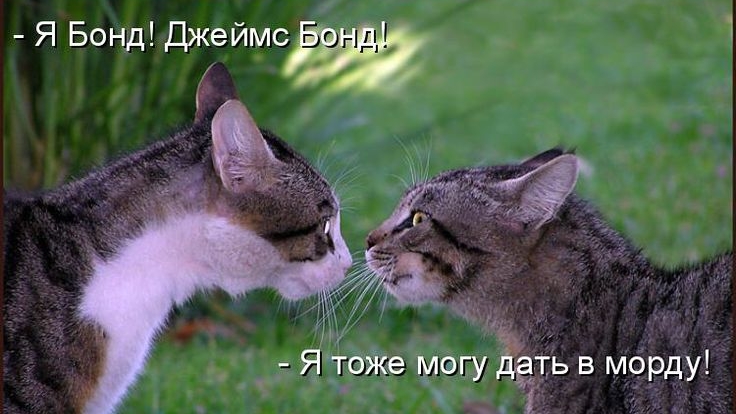 Прикольные мемы с котиками