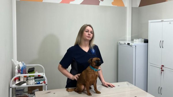 Эксперт Ветцентра ВГНКИ рассказала о последствиях применения «человеческих» косметических средств