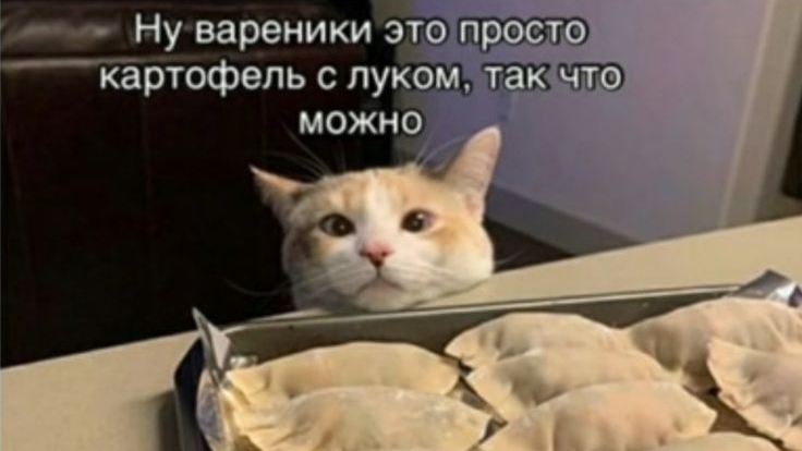 прикольные мемы с котиками