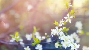 Весенняя пора...