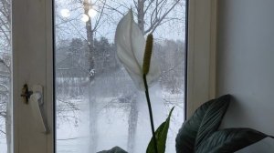 Купили цветок. Вырастили. Но не знаем как называется. Пожалуйста,подскажите название.