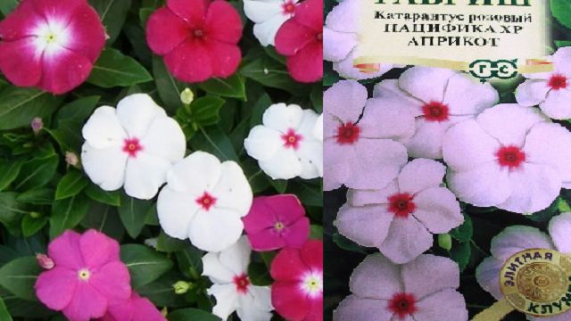 Катарантус из семян: главный секрет всхожести и как укоренить черенки