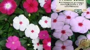 Катарантус из семян: главный секрет всхожести и как укоренить черенки