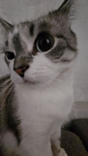 ПОЛИНА И МИЛАНА