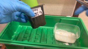 Перец острый на рассаду.