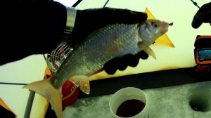 КАК ПОЙМАТЬ ПЛОТВУ ЗИМОЙ