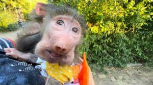 Папа Влад поехал со Степой и Маней кормить попугая, а Жорик увидя гамадрилят ОТКАЗАЛСЯ СПУСКАТЬСЯ))