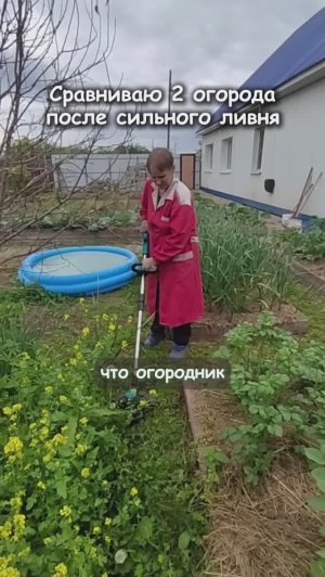 Сравниваю 2 огорода после ливня