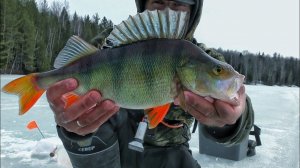 Рыбалка на безмотылку крупный окунь
