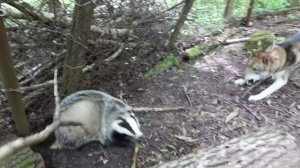 Каюр с барсуком