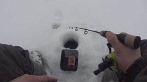 ЭТИ РЫБЫ ЛОМАЮТ УДОЧКИ.... ЛОВИМ ТРОФЕЕВ НА РЕКЕ ВОЛГА...