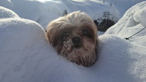 Кость🍖😋😂