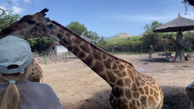 Vinpearl. Зоопарк. Нячанг, Вьетнам, Февраль 2026 г. смотреть онлайн