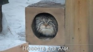 В вольер к манулу Ачи подселили невесту, а он бегает  недовольный и ворчит.