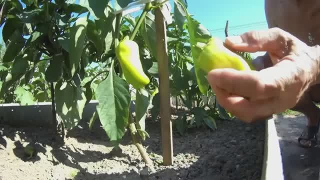 Дачный сезон 2025 г. Июнь- июль.