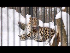 Дальневосточный леопард Хлоя отдыхает после завтрака 09.02.2026