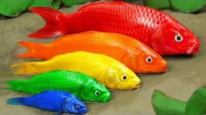 Стоп-кадр ASMR - Рыба Кои Охотится на розового сома | Красочная рыба Кои | Примитивный кулинарный эк