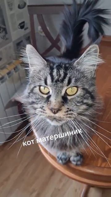 кот всех посылает