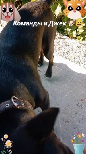 Животные приколы и не только😅