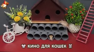 Видео для кошек про крысок развлекать питомцев 🐭🐀😂 (457)