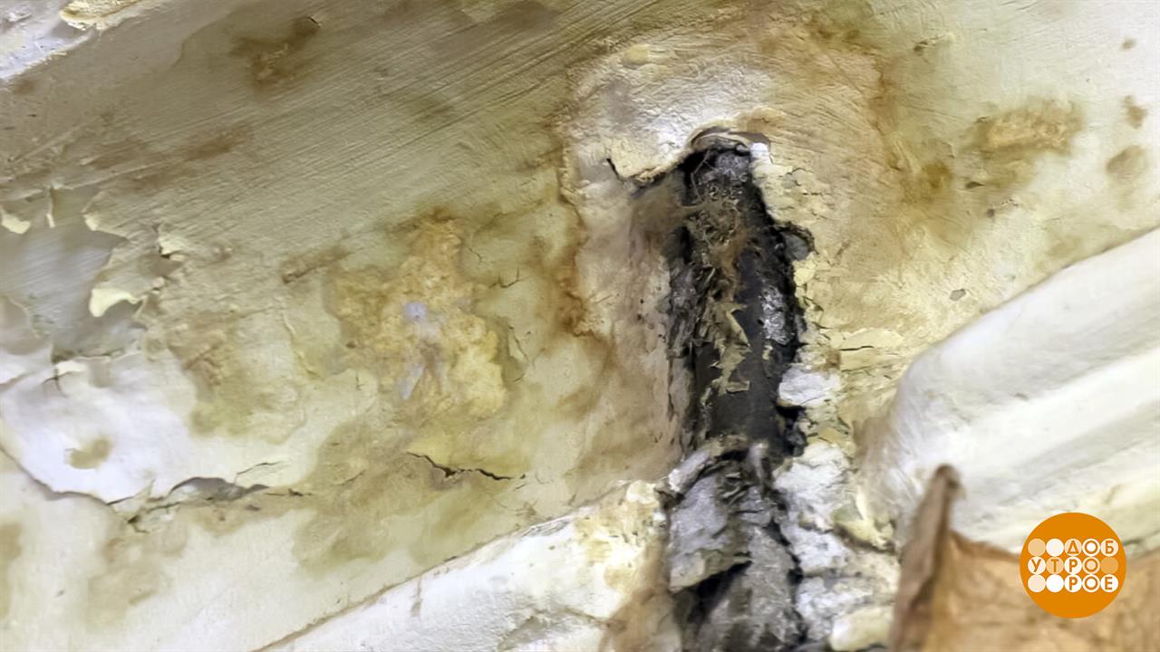 Плесень, убирайся! Доброе утро. Фрагмент выпуска от 13.02.2026 смотреть онлайн