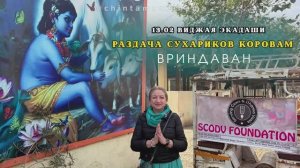 13 февраля. Виджая экадаши. Раздача сухариков коровам