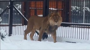 В этом мире всё, как надо. Стихи от Ольги о Шерхане.