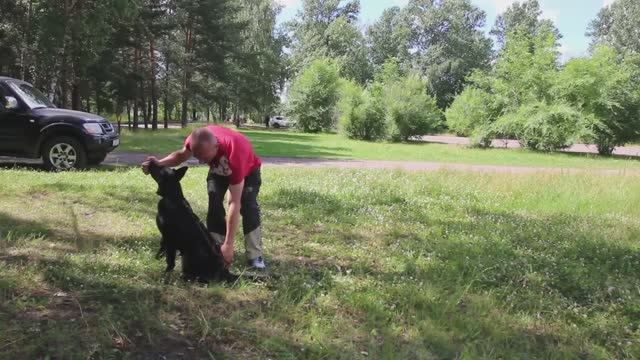 Дрессировка щенка немецкой овчарки с Михаилом Малковым Первые шаги #3 смотреть онлайн