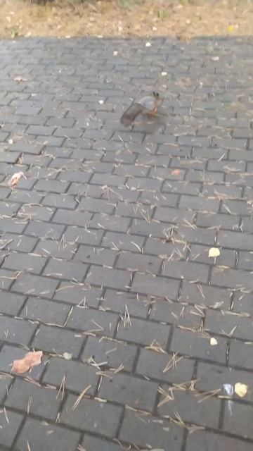 Сормовский парк Нижний Новгород