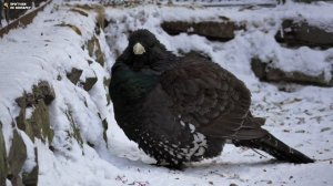 Глухари прогуливаются. Новосибирский зоопарк